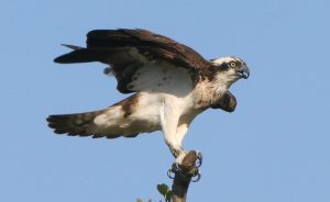 osprey